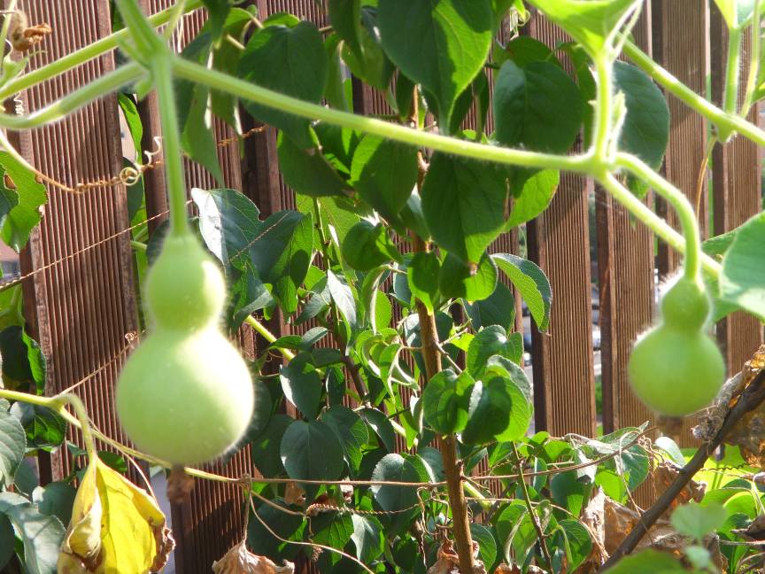 동주민센터 입구 넝쿨에 열매가 열렸습니다.