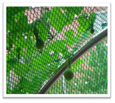 동주민센터에 열린 열매들 감상하세요