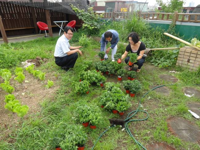 국화의 향연을 꿈꾸며1