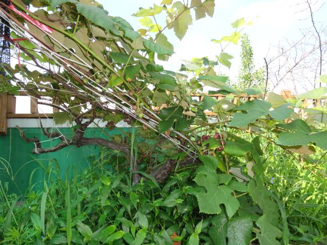 구둘하늘공원에서 영글어가는 포도송이