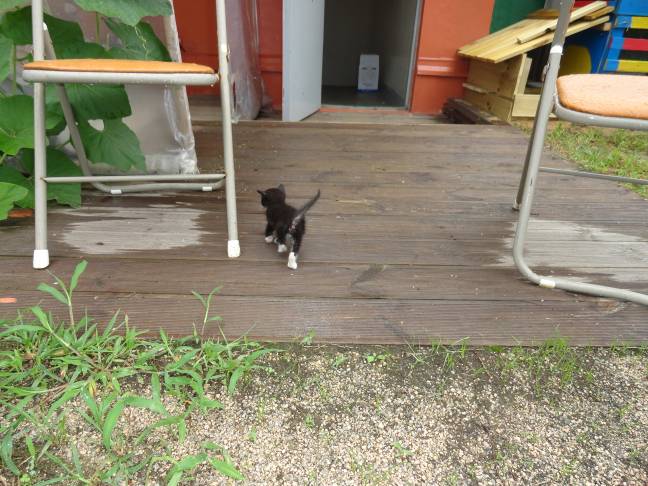 구둘하늘공원의 귀여운 고양이 보러 오세요