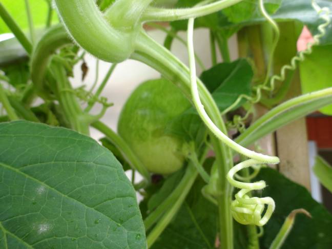 구둘하늘공원의 어여쁜 박!!