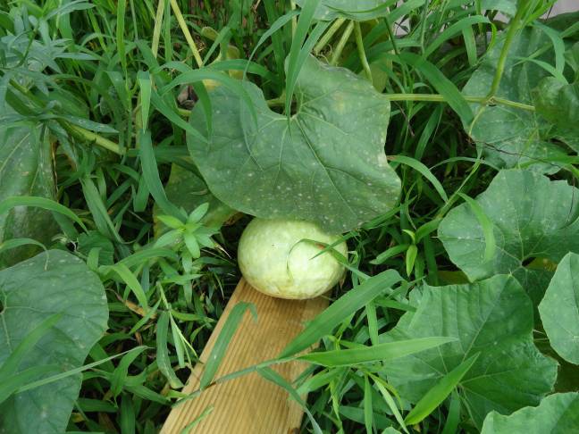 구둘하늘공원으로 놀러 오셔요~~