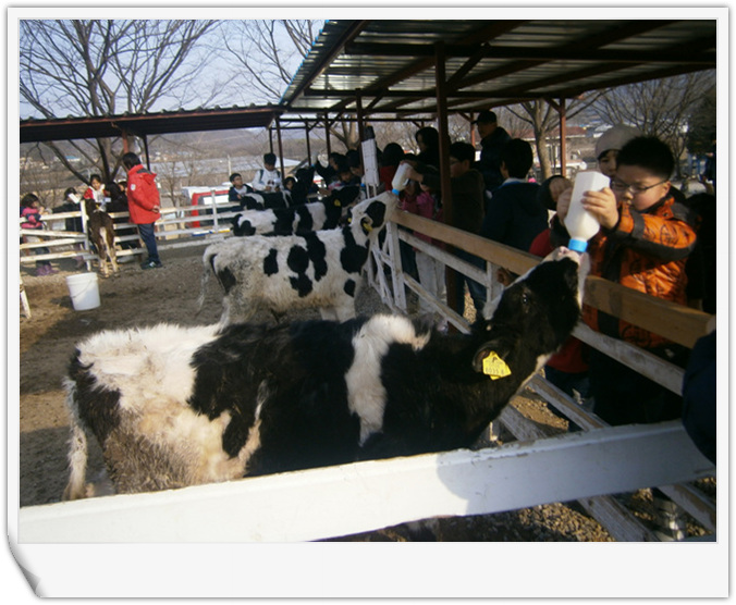 파주 임실치즈마을 현장 체험학습(2012.01.17)  