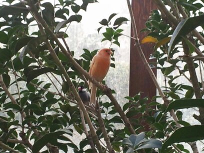 화원 안에는 새도 살아요