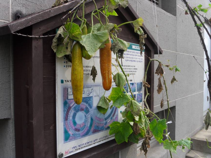 체험학습장 수세미 열매 