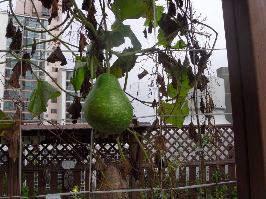 체험학습장에 열매가 열렸습니다.(표주박)