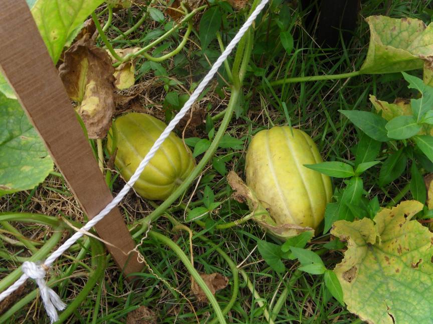 체험학습장 유실수(참외) 열매