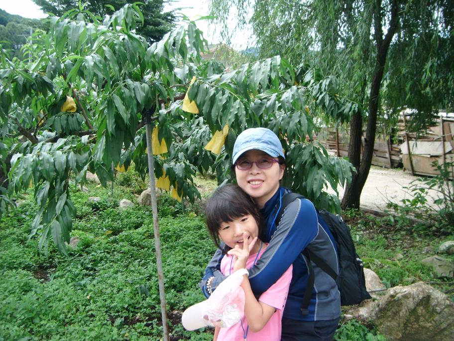 복숭아따기 체험