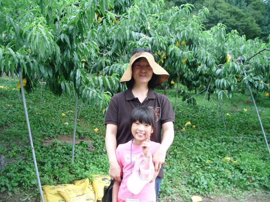 복숭아따기 체험