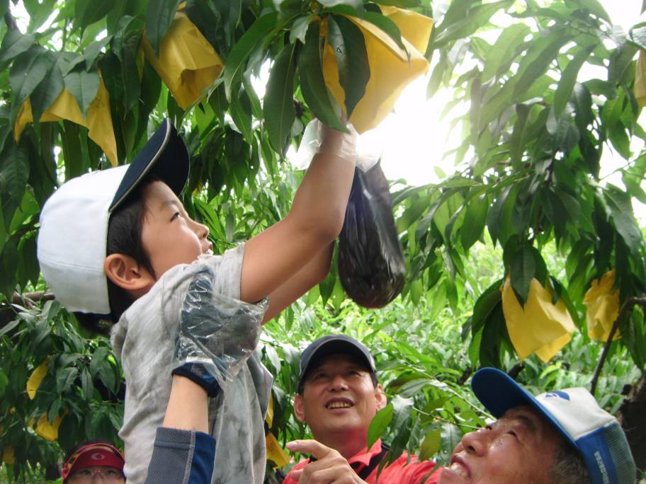 복숭아따기 체험