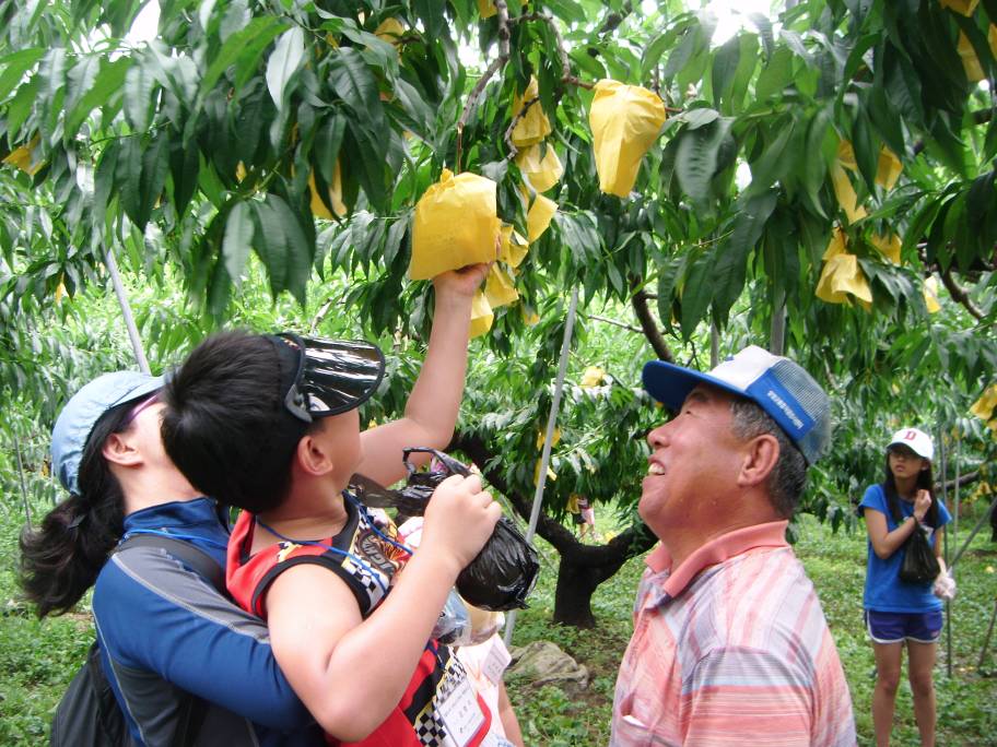 복숭아따기 체험