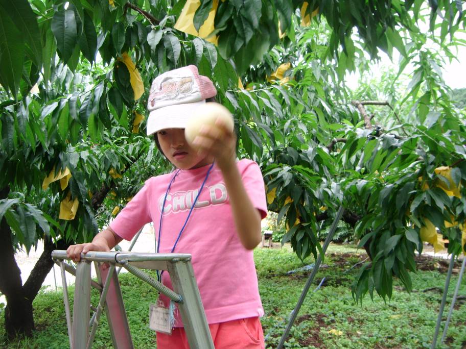 복숭아따기 체험