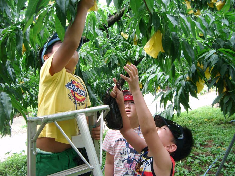 복숭아따기 체험