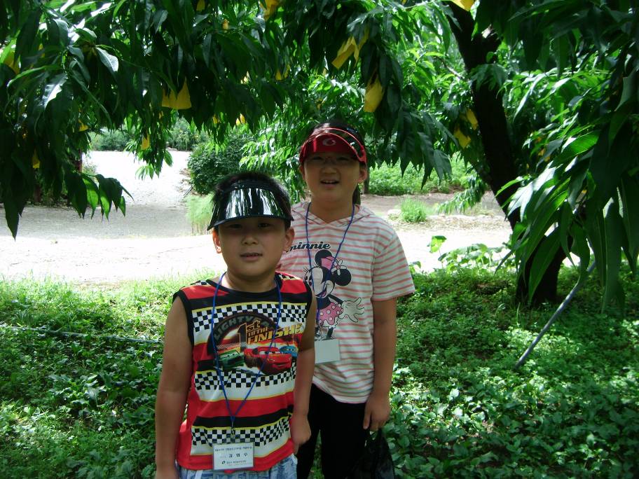 복숭아따기 체험