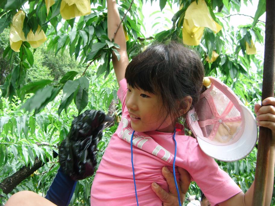 복숭아따기 체험