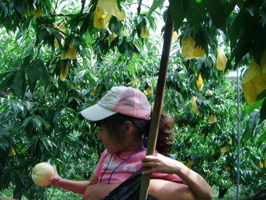 복숭아따기 체험