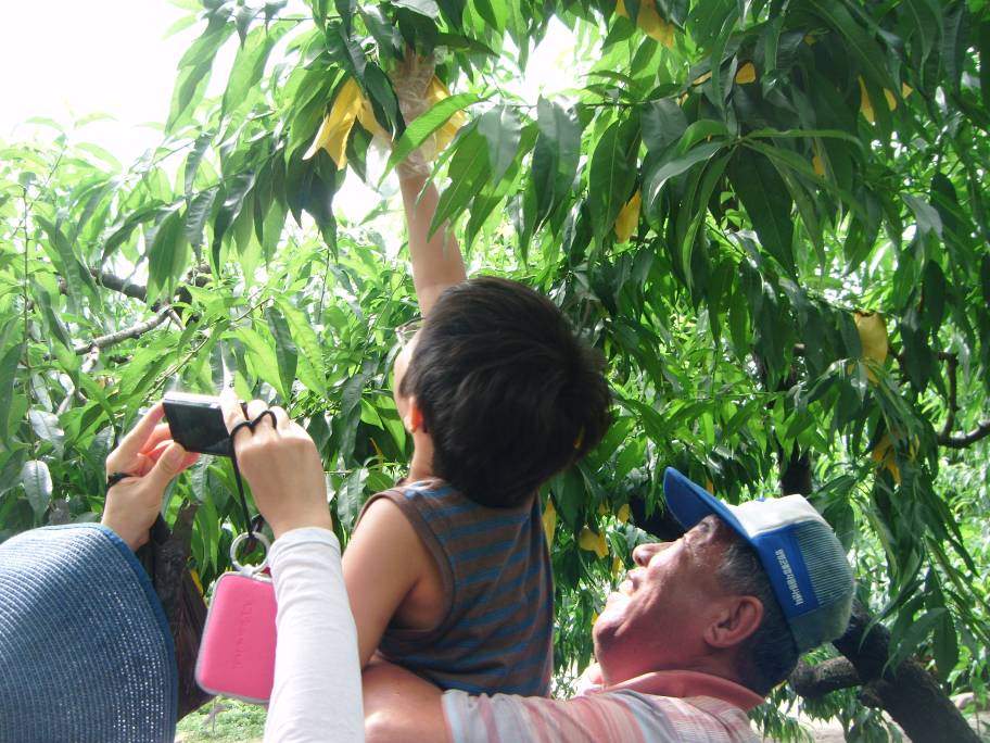복숭아따기 체험