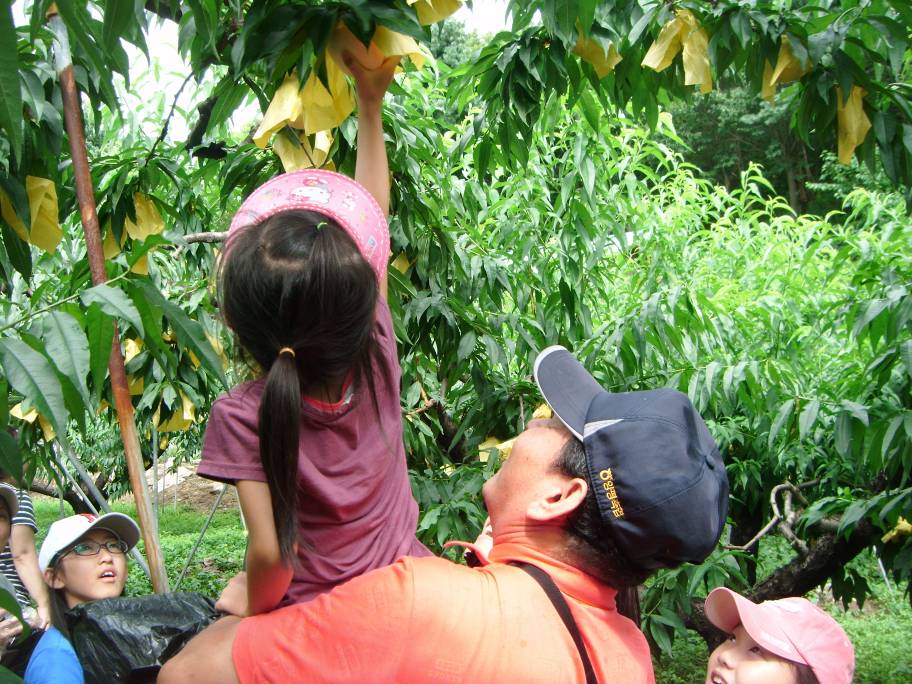 복숭아따기 체험