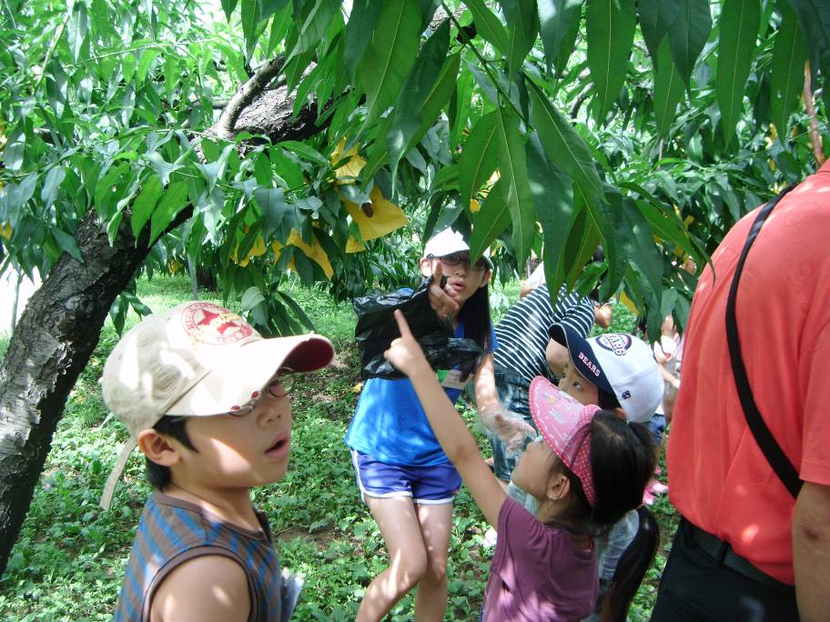 복숭아따기 체험