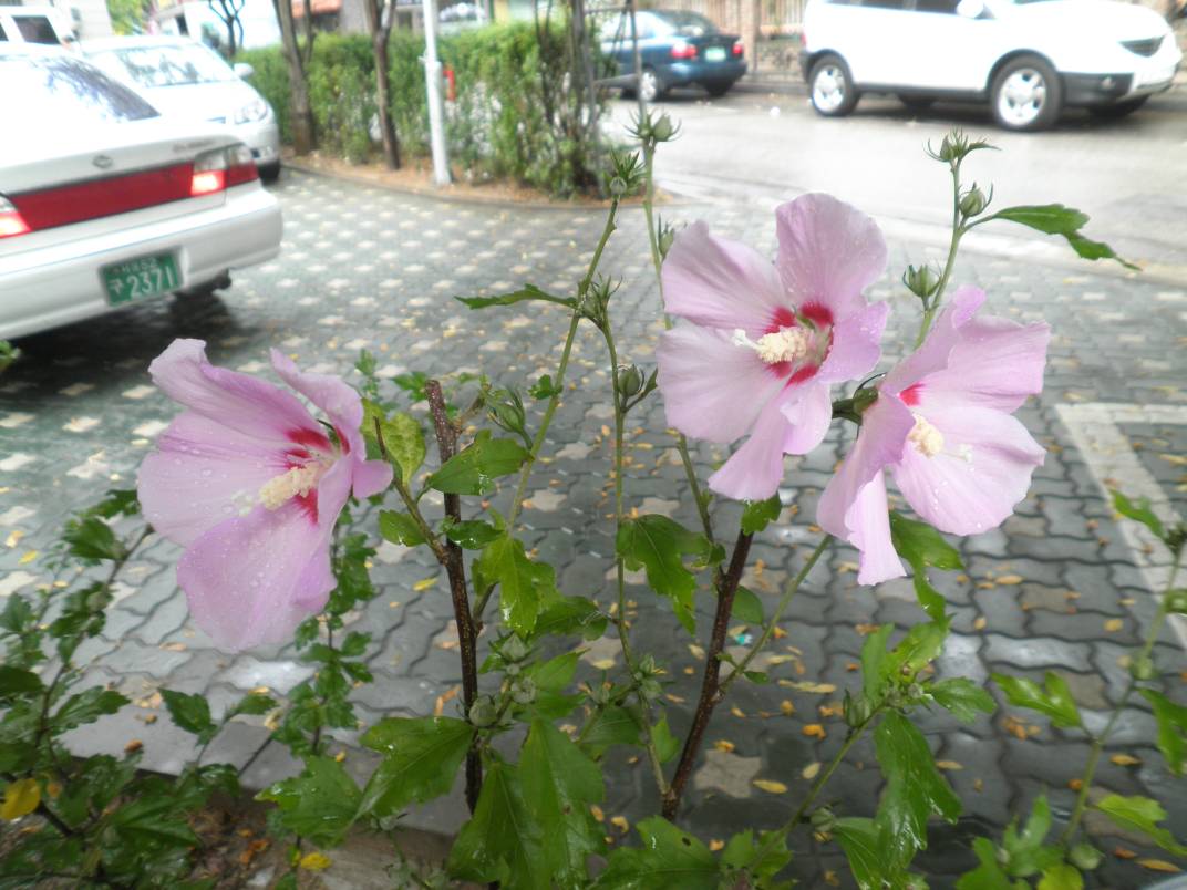 무궁화꽃이 피었습니다~~