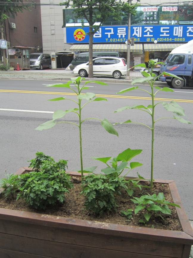 능동로 약초화단 (해바라기)
