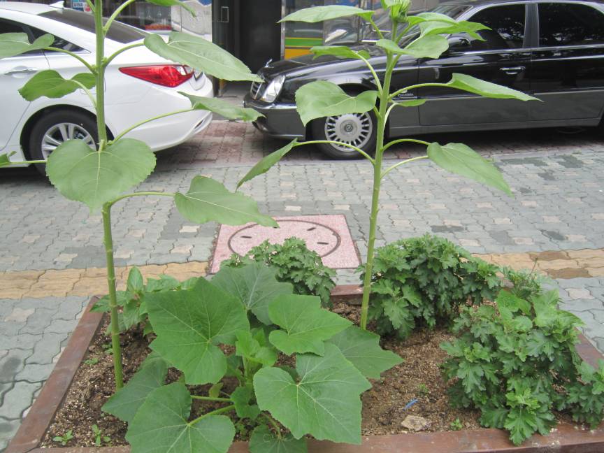 능동로 약초화단(해바라기, 호박)