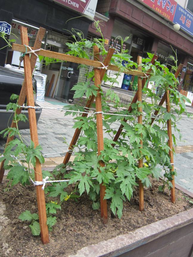 능동로에 핀 여주 꽃  
