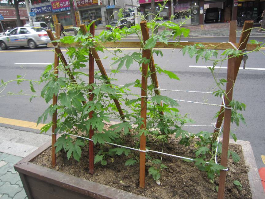 능동로 약초(여주)가 많이 자랐습니다   