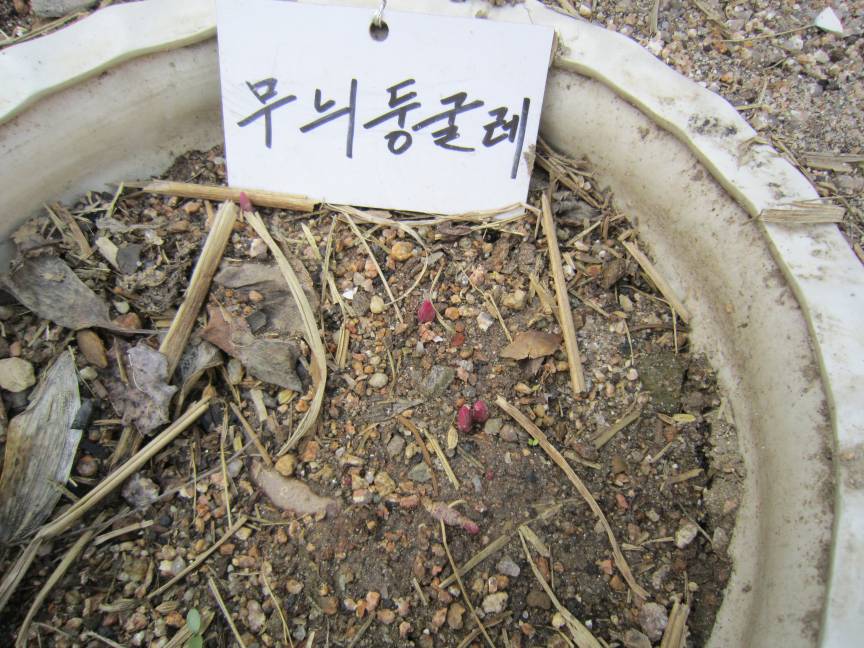 무늬둥굴레