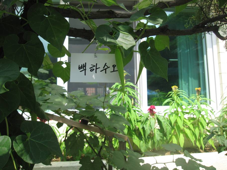 8.30 약초정원-백하수오 열매