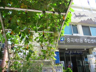 8.17 주민센터와 박넝쿨 전경