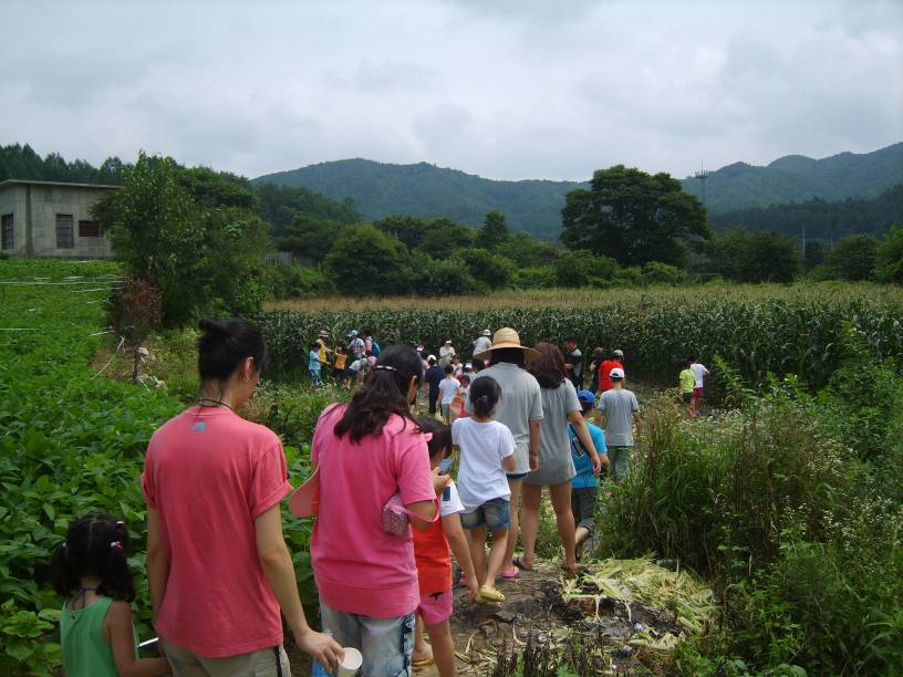(농촌체험교실)옥수수 수확체험