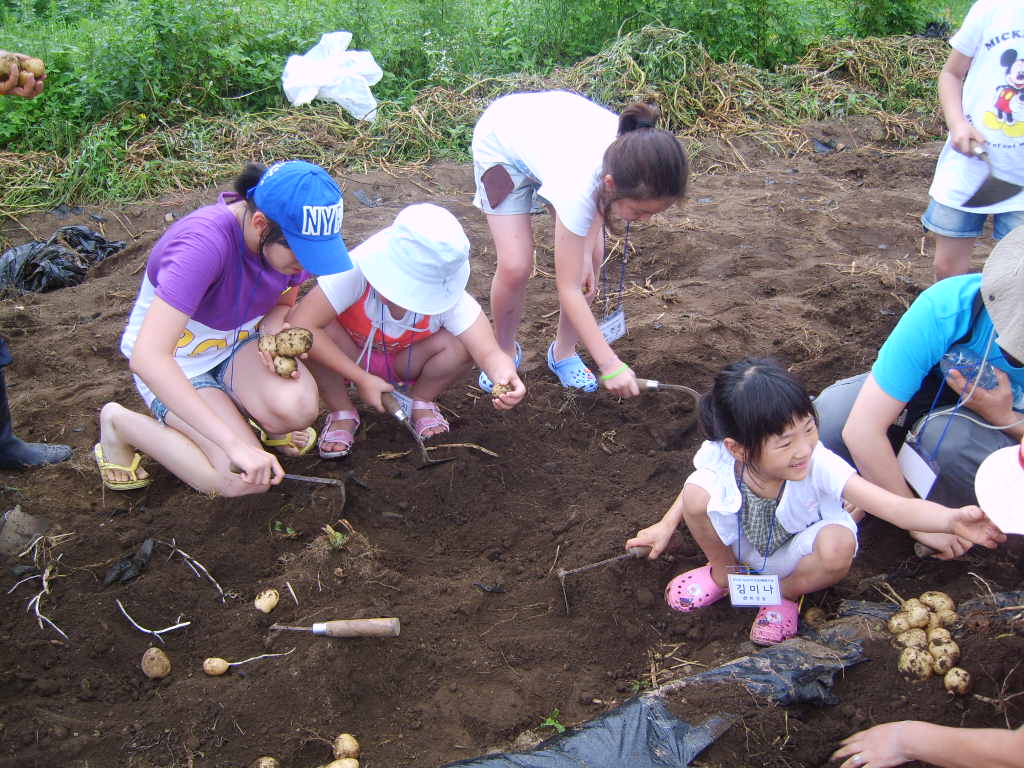 (농촌체험교실)감자캐기