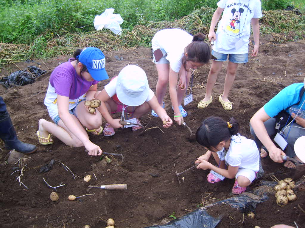 (농촌체험교실)감자캐기