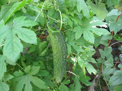 나의 이름은 (여주) 랍니다.^^