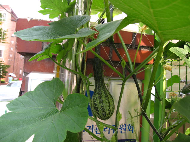 호박