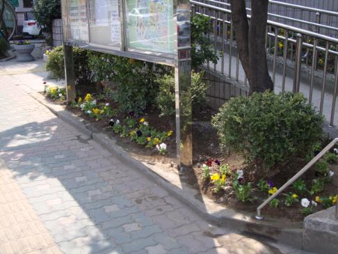 동청사도 환해졌어요~^^*(봄철 환경정비용 꽃묘 식재)