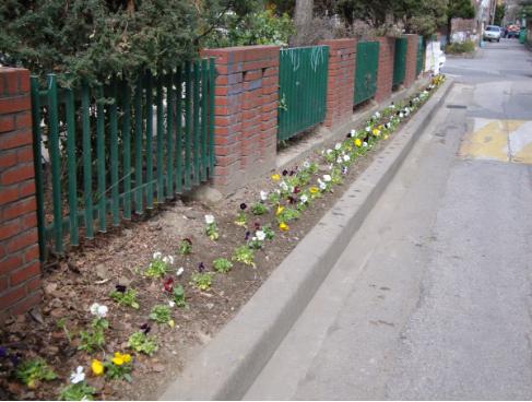 꽃길 지나보세요~(봄철 환경정비용 꽃묘 식재)