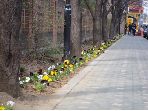 꽃으로 환해졌어요~(봄철 환경정비용 꽃묘 식재)