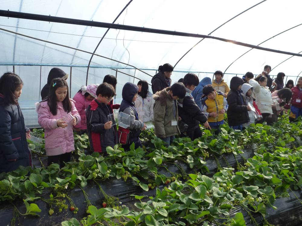 내가 딴 딸기 맛있을까?