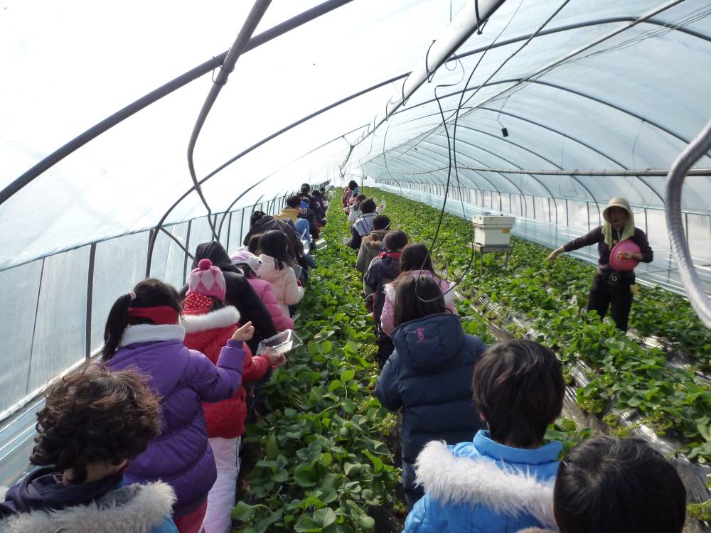 딸기 따러가요~~