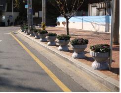 양배추 심은 자양3동 거리 모습~~