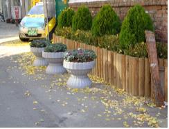 양배추 식재 모습~