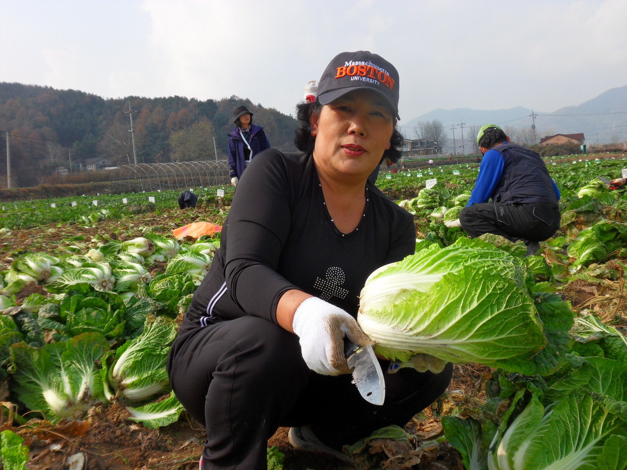 배추농사 잘 지었죠