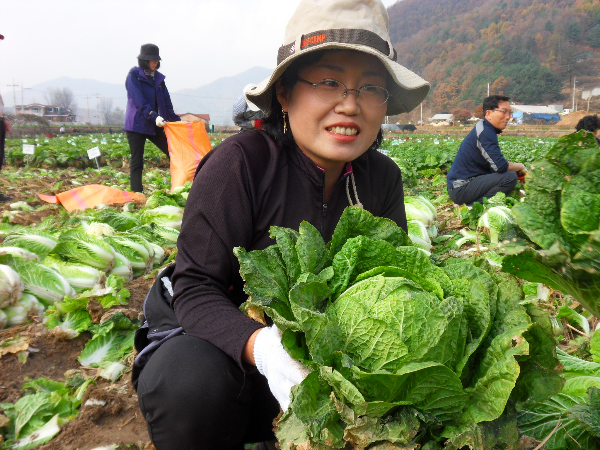 배추농사 잘 지었죠