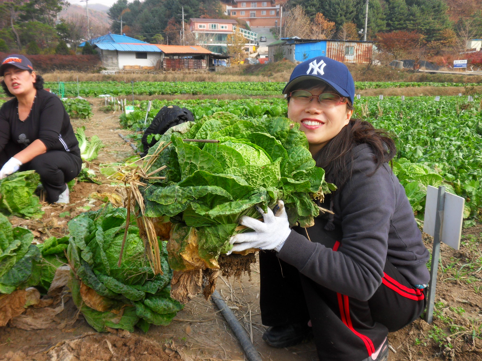 배추농사 잘 지었죠