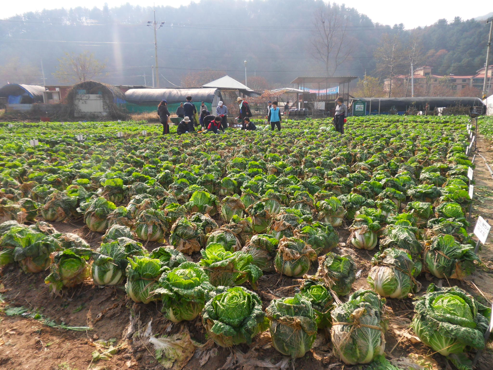 배추밭 풍경입니다. 
