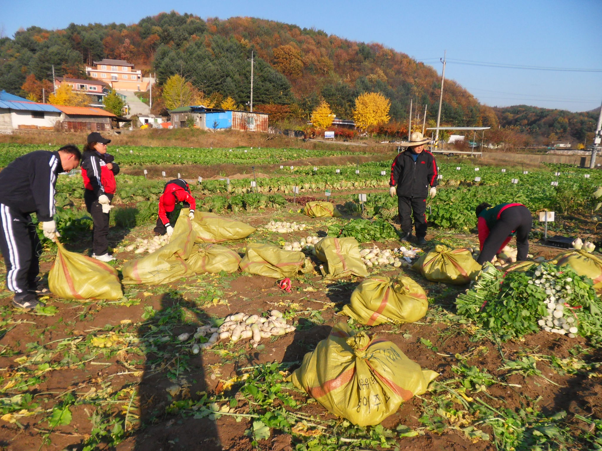 잘라놓은 무를 자루에 담기 