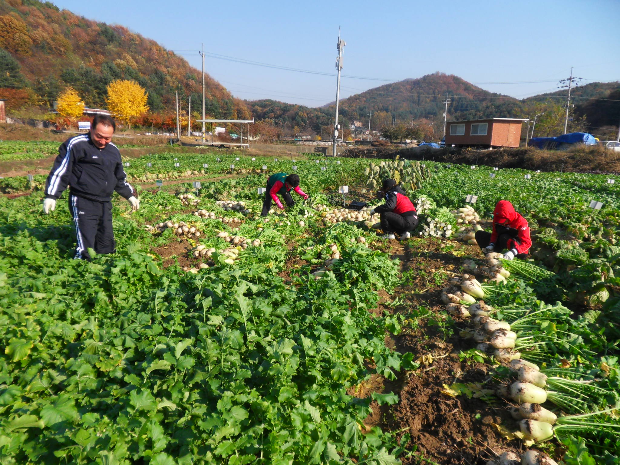 11월 2일 무 뽑기 